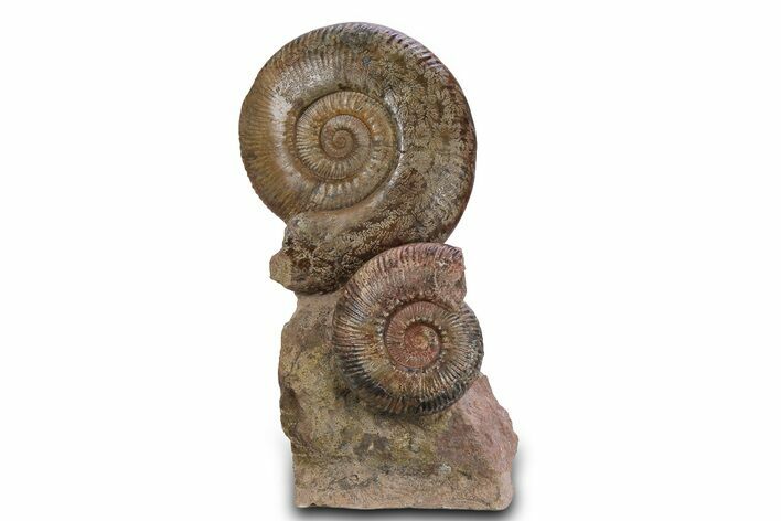 Tall Jurassic Ammonite (Hammatoceras) Display - France #381120